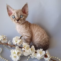 Luna Devon Rex female - Image 3