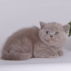 Lilac British Shorthair male kitten – Felix, 16 weeks old, playful and affectionate