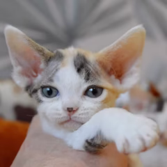 Zara Devon Rex female - Image 4