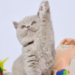 Hazel British Shorthair female - Image 3