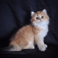 Sebastian British Longhair male - Image 10