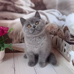 Eleanor, 16-week-old female British Shorthair kitten with solid blue coat, calm and affectionate