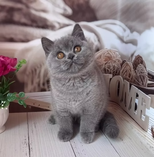 Eleanor, 16-week-old female British Shorthair kitten with solid blue coat, calm and affectionate
