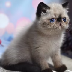 Milo Exotic Shorthair male - Image 2