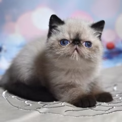 Milo Exotic Shorthair male - Image 3