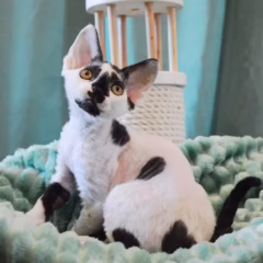 Dexter Devon Rex male - Image 5