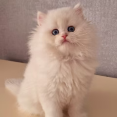 Aurora British Longhair female - Image 5