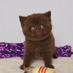 Oliver British Shorthair male - Image 3