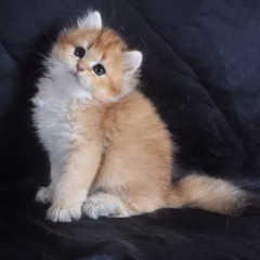 British Longhair for sale – Sebastian, 16 weeks old, black gold shaded, calm and affectionate