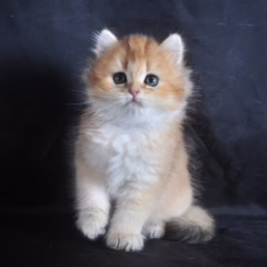 Sebastian British Longhair male - Image 5