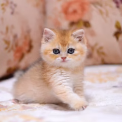 British Shorthair for sale – Percival, 16 weeks old, black gold shaded, calm and affectionate