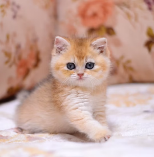 British Shorthair for sale – Percival, 16 weeks old, black gold shaded, calm and affectionate