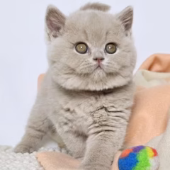 Hazel British Shorthair female - Image 6