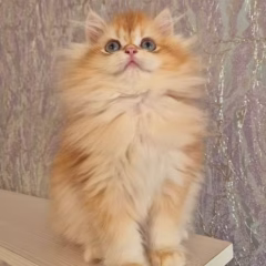 Theodore British Longhair male - Image 4