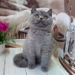 Eleanor British Shorthair Female - Image 5