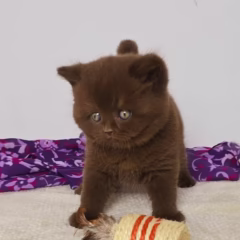 Oliver British Shorthair male - Image 4