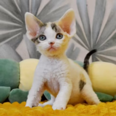 Devon Rex female for sale – Zara, 16 weeks old, black tortoiseshell harlequin, playful and affectionate