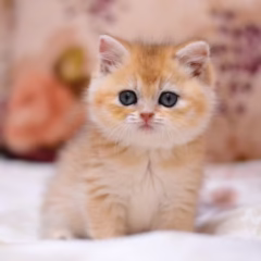 Percival British Shorthair male - Image 3