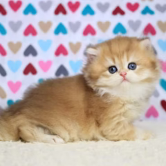 British Longhair for sale – Isabella, 16 weeks old, black gold shell, calm and affectionate