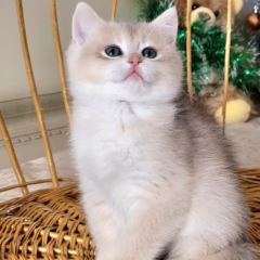 British Shorthair male kitten – Chester, 16 weeks old, blue gold shell coat, calm and affectionate