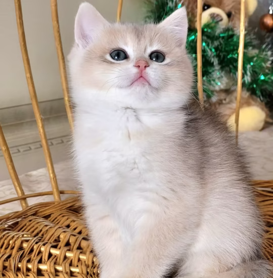 British Shorthair male kitten – Chester, 16 weeks old, blue gold shell coat, calm and affectionate