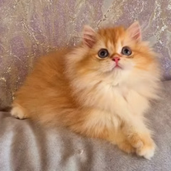 Chocolate Gold Shell British Longhair male kitten – Theodore, 16 weeks old, affectionate and playful