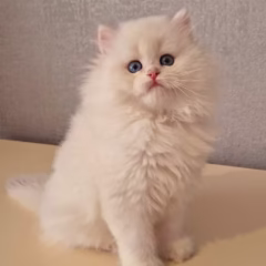 Aurora British Longhair female - Image 6