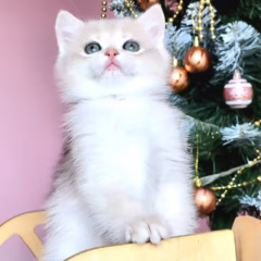 Chester British Shorthair male - Image 2