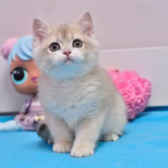 Blue Gold Shell British Shorthair female kitten – Celeste, 16 weeks old, gentle and playful