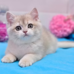 Celeste British Shorthair female - Image 3