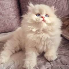 Aurora British Longhair female - Image 4