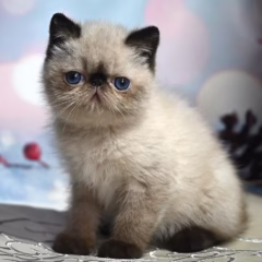 Exotic Shorthair male for sale – Milo, 16 weeks old, seal point, calm and affectionate