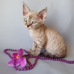 Luna Devon Rex female - Image 2