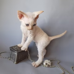 Finn Devon Rex male - Image 4
