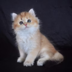 Sebastian British Longhair male - Image 4