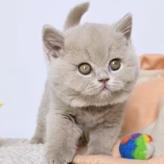Hazel British Shorthair female - Image 5