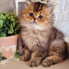 Leo British Longhair male - Image 2