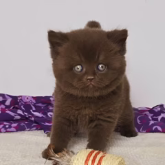 Oliver British Shorthair male - Image 6