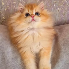 Theodore British Longhair male - Image 2
