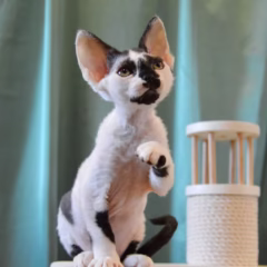 Devon Rex for sale – Dexter, 16 weeks old, black harlequin, playful and affectionate