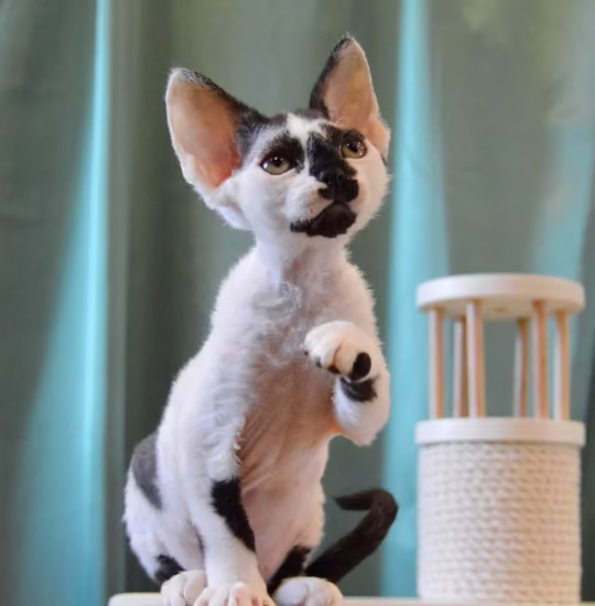 Devon Rex for sale – Dexter, 16 weeks old, black harlequin, playful and affectionate
