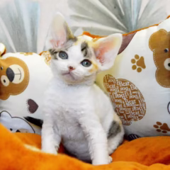 Zara Devon Rex female - Image 3