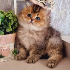 Leo British Longhair male - Image 3