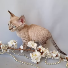 Devon Rex for sale – Luna, 16 weeks old, seal mink, playful and affectionate