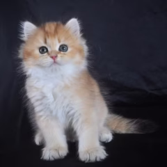 Sebastian British Longhair male - Image 8