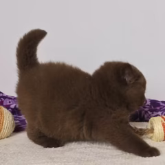 Oliver British Shorthair male - Image 2