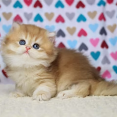 Isabella British Longhair female - Image 5