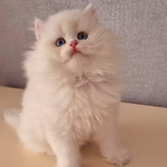 British Longhair for sale – Aurora, 16 weeks old, blue gold shell point, calm and affectionate