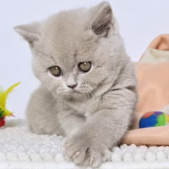 Hazel British Shorthair female - Image 4