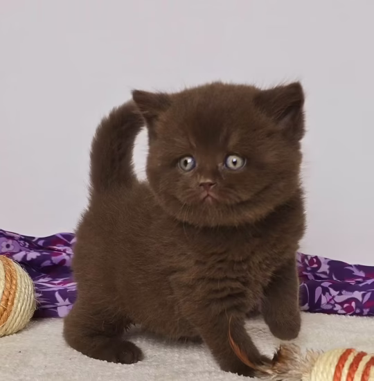 Chocolate British Shorthair male kitten – Oliver, 16 weeks old, calm and playful